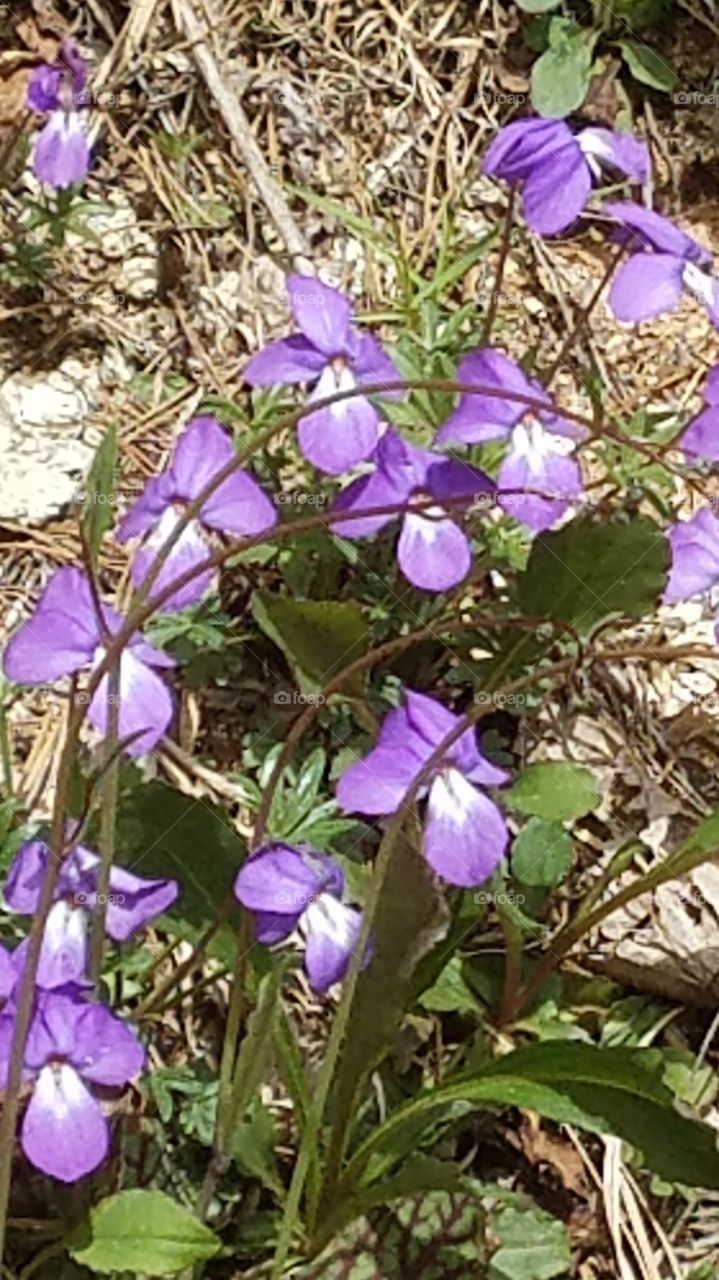 spring violets