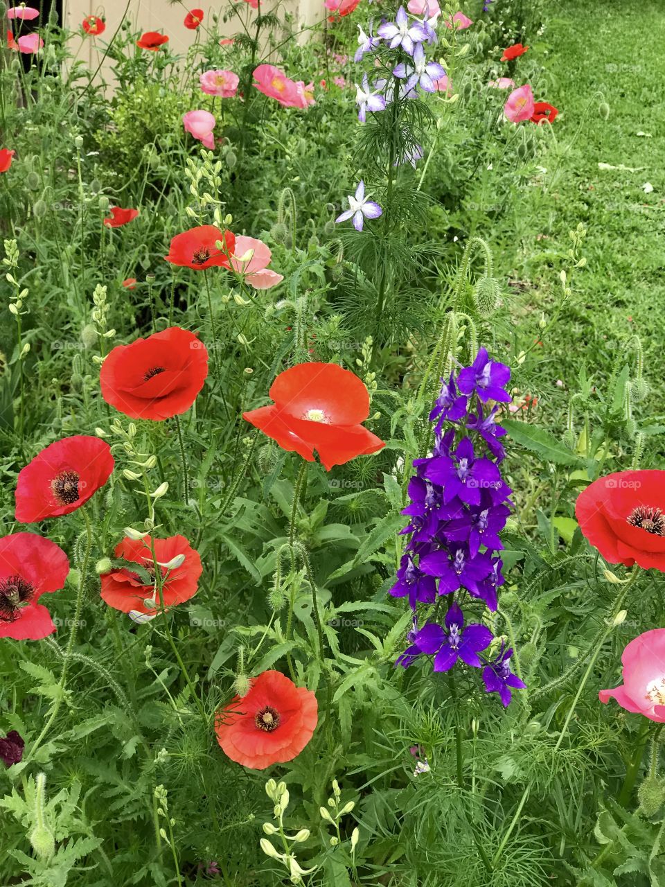 Wildflowers 