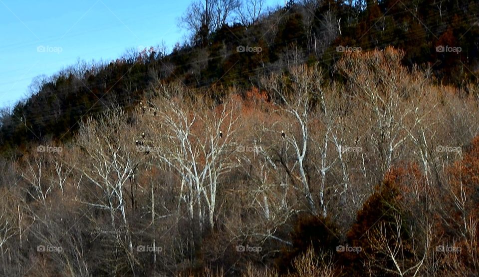 Bald Eagle roost, Bagnel Dam, Lake of the Ozarks