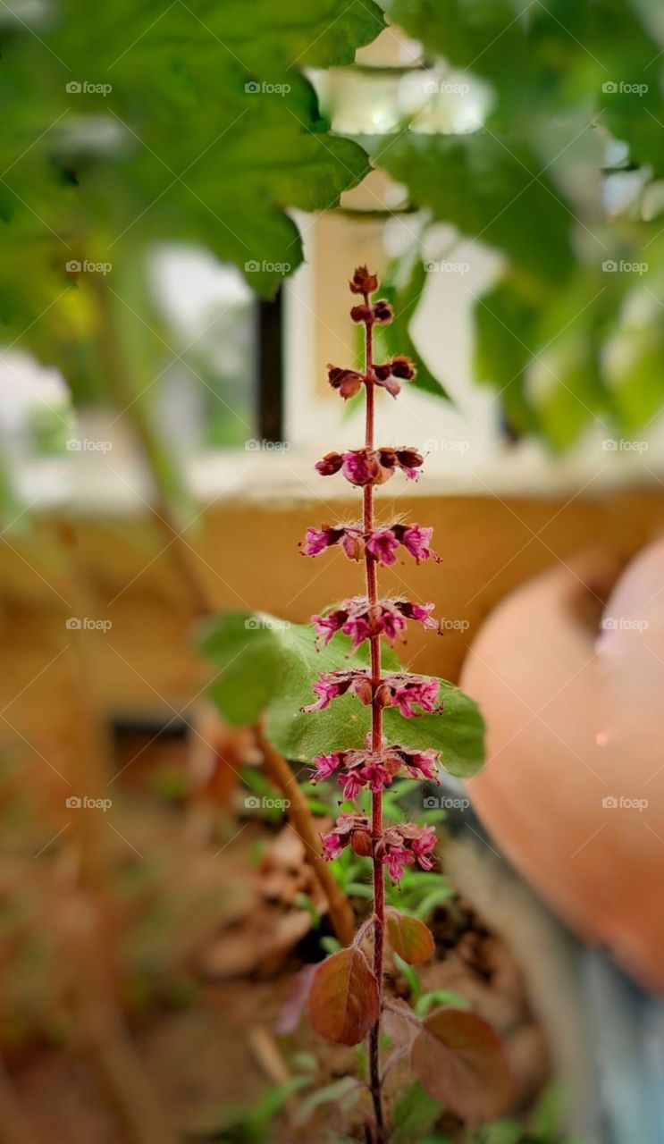 Tulsi flower 