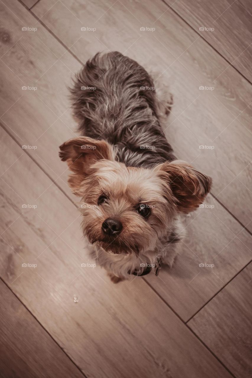 Yorkshire Terrier - Name: Sclipi - he likes photo shooting