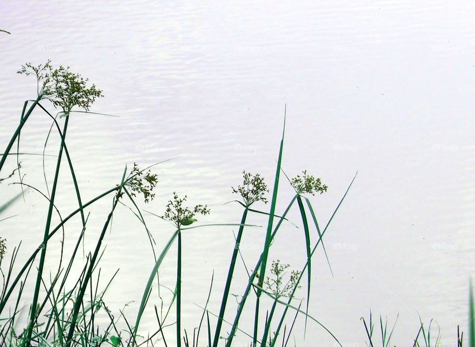 Grass flowers calm water background
