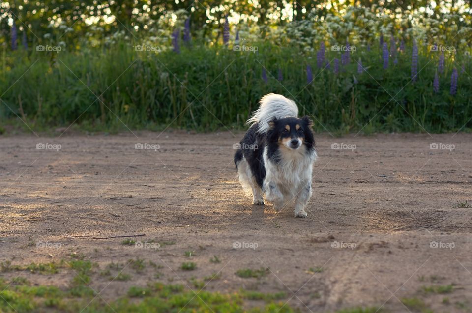 dog for a walk