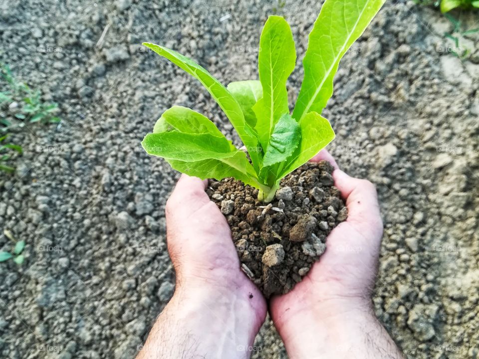 Man holds a clod of earth and a salad seedling in his hand