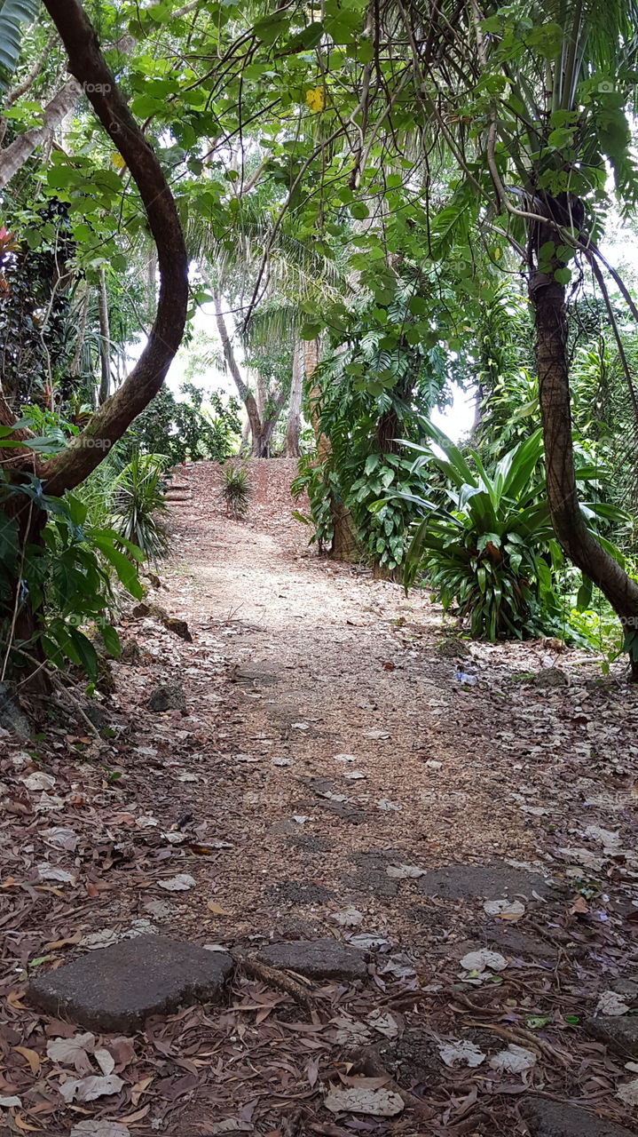 Jungle path