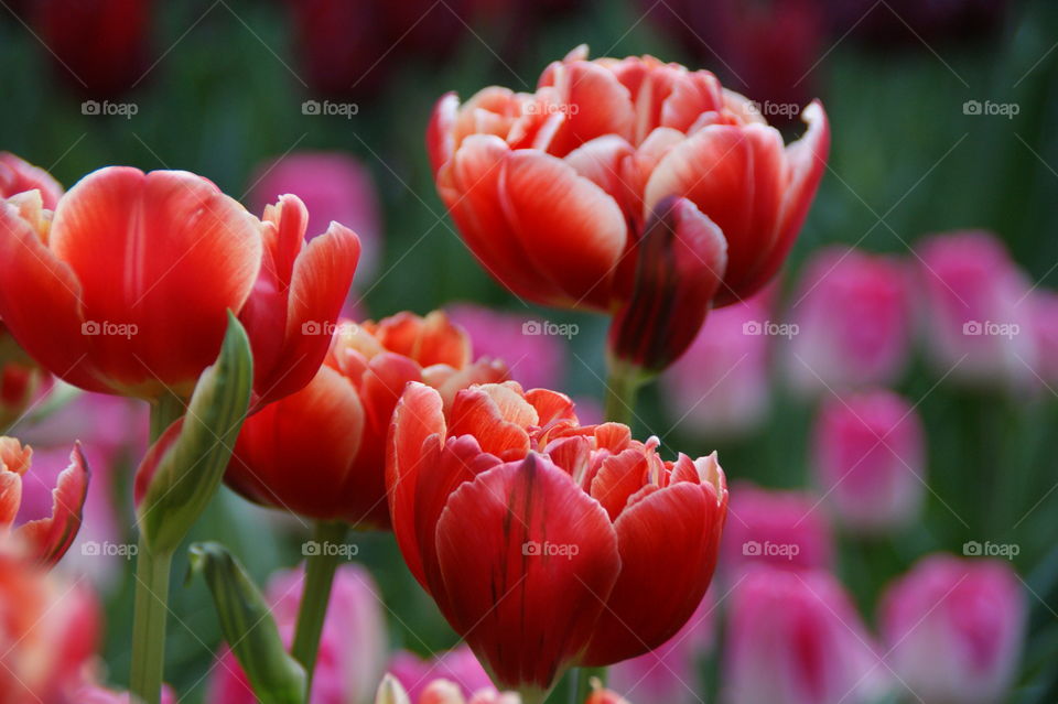 Red tulips