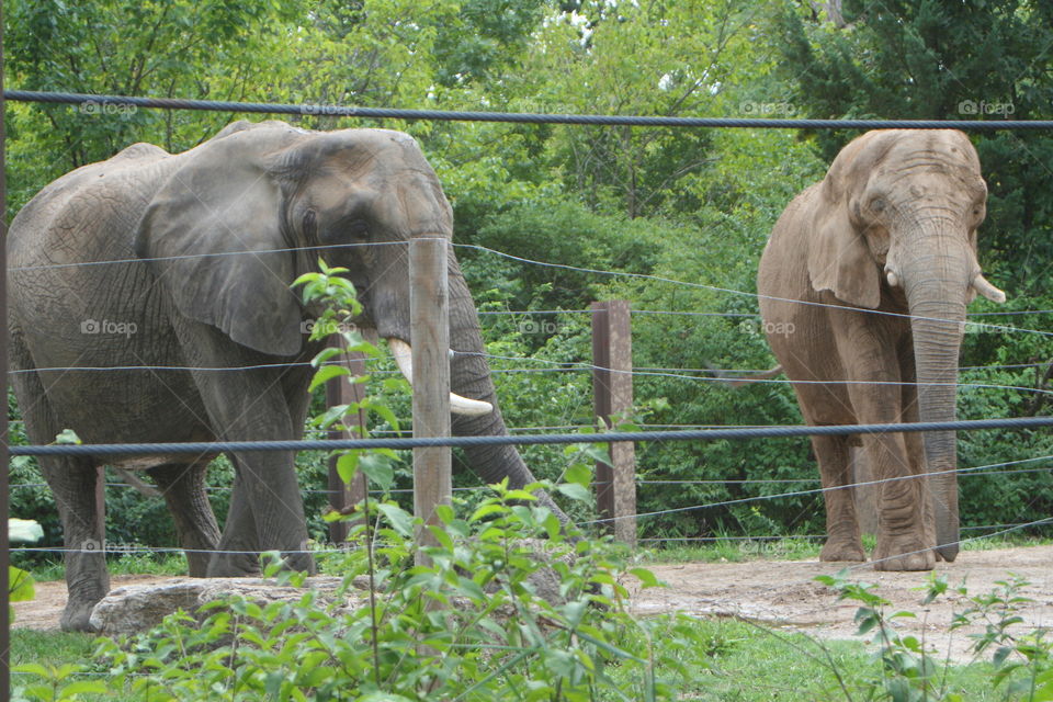 Elephants 