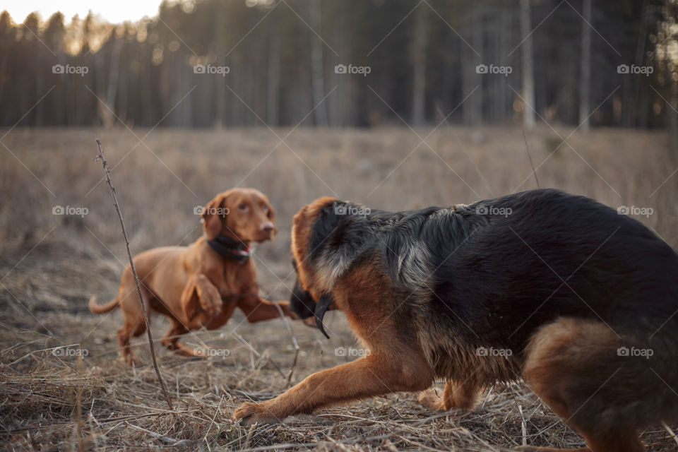 German shepherd young male dog and Hungarian vizsla playing outdoor at spring evening 