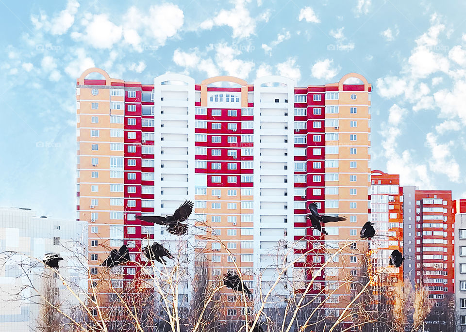 Black birds flying in front of Colorful modern apartment building on blue cloudy sky background 