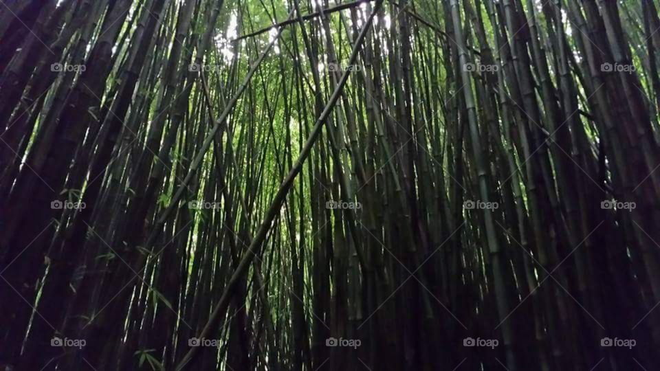 bamboo forest on Pipiwai Trail to Waimoku Falls near Hana, Maui, HI