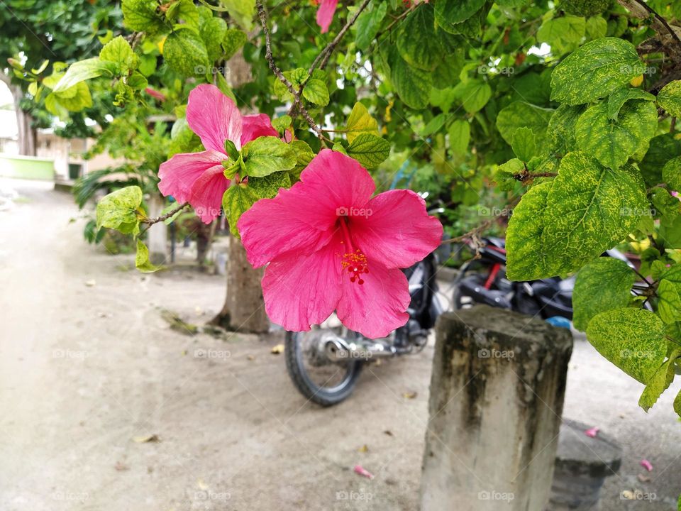 pink hibiscus Rosa sinensis flower with green leaves