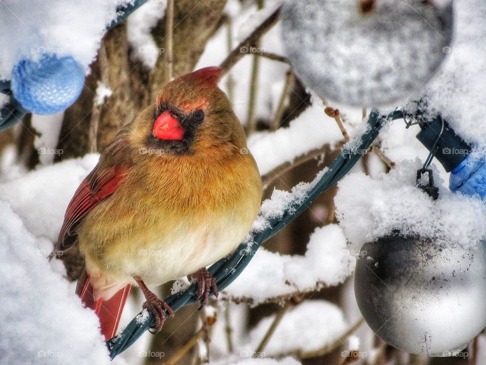 Female Cardinal 