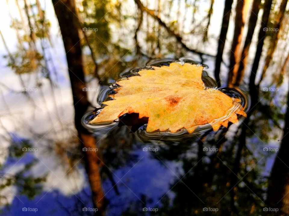 fall in the swamp