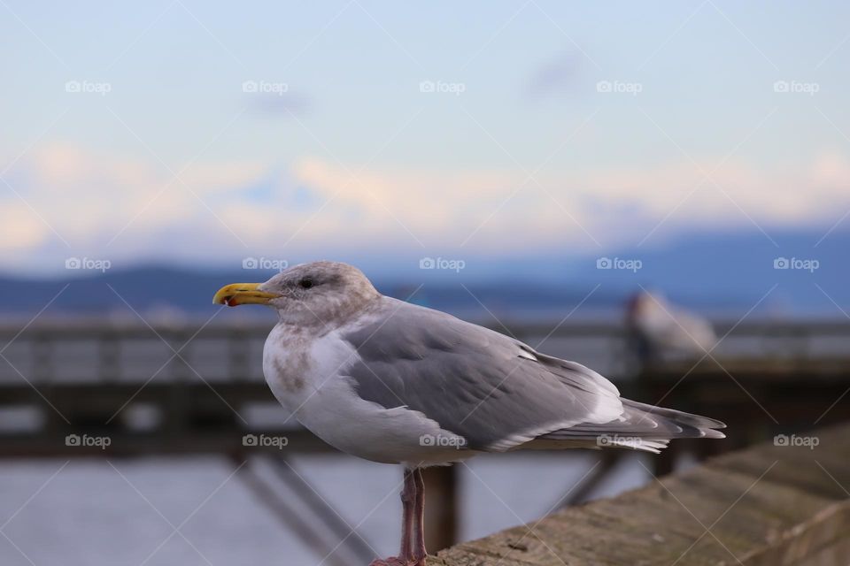 Seagull on a dock 