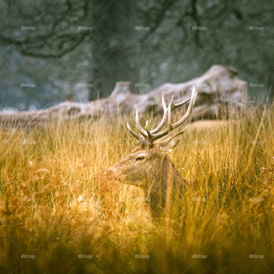 A beautiful deer in the park. Richmond park in London. Sweet animal portrait.