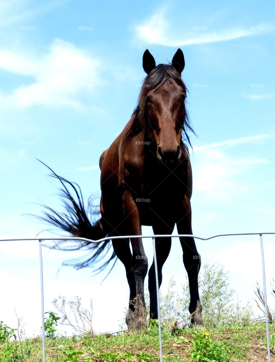 majestic horse