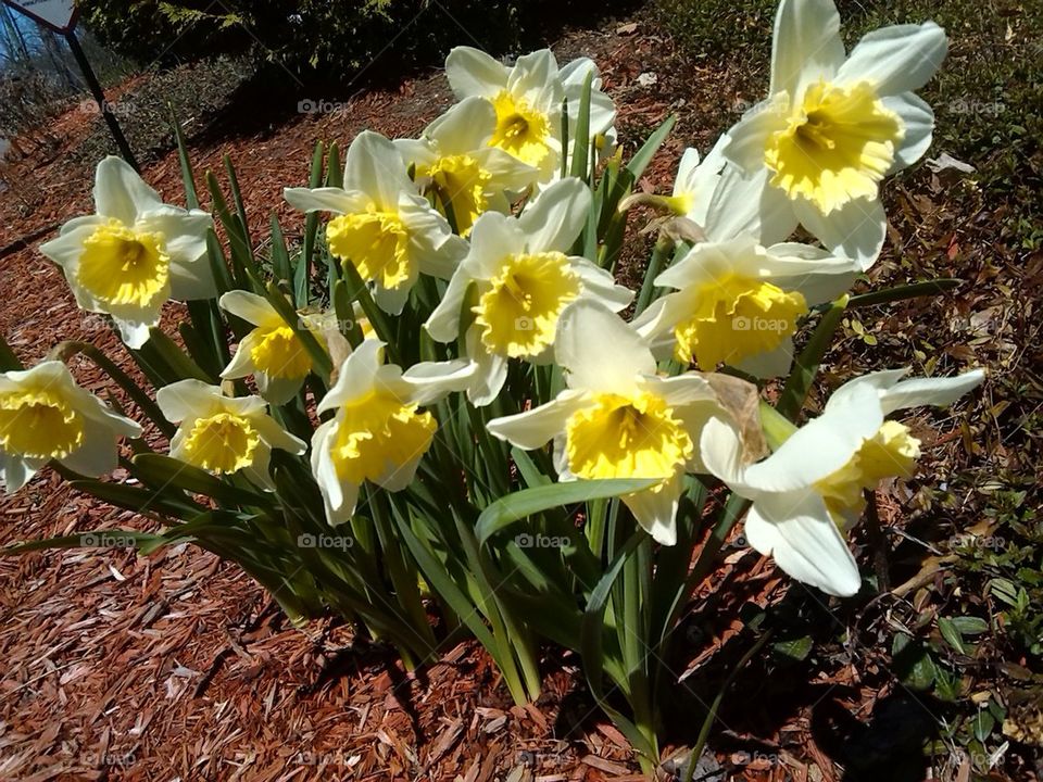 spring flowers