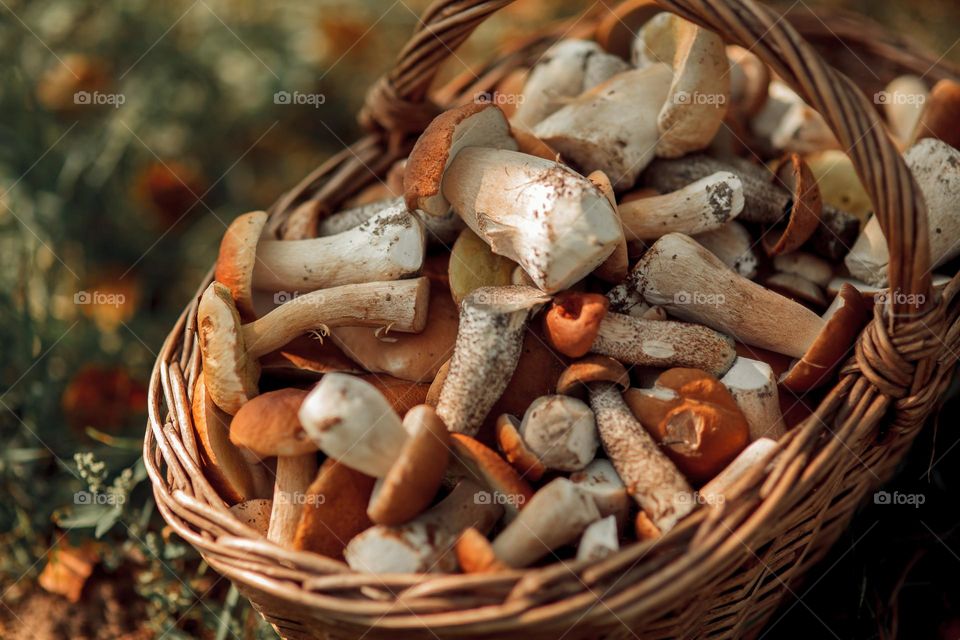 Mushrooms in a basket