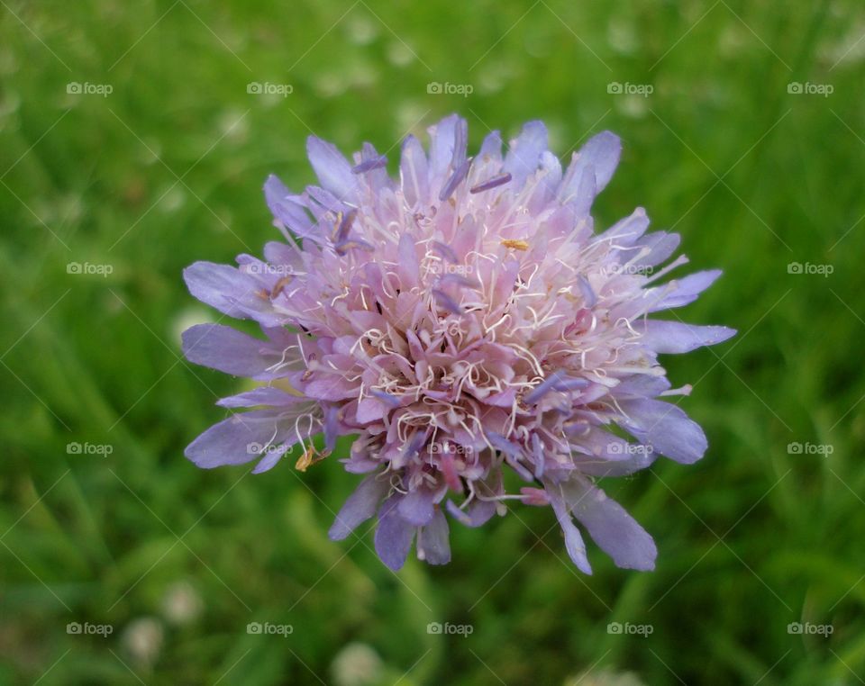 Flower, Nature, Summer, Flora, Garden