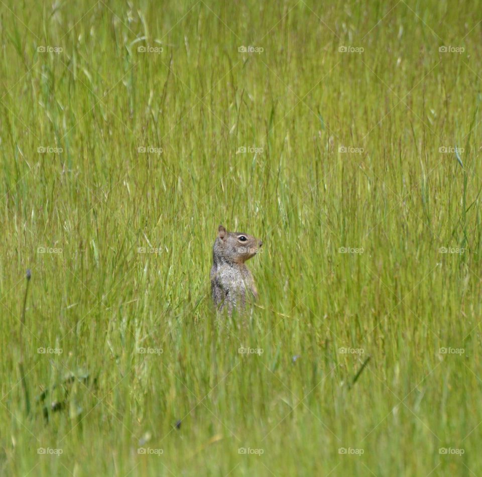 Wildlife view of a ground squirrel looking through the tall grass