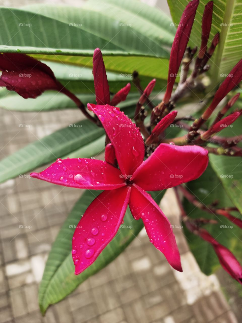 Red frangipani or plumeria Rubra
Pink Grooming Flowers 🌺🌺
Natural Beauty of Flora
📷👁️📷👁️🌿🌿