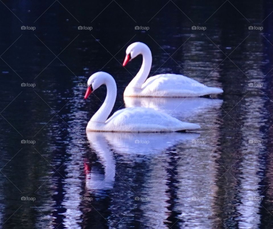 White Swans -  Cisnes Blancos