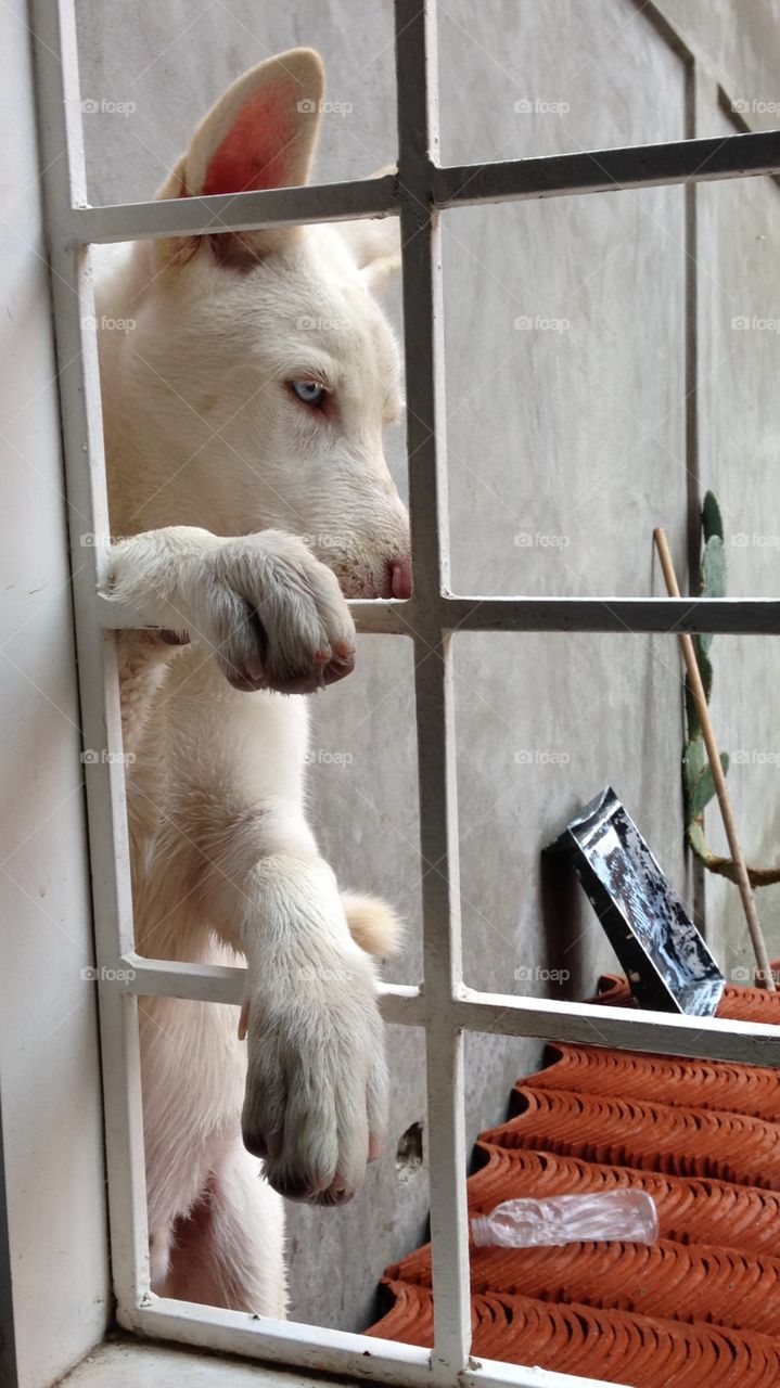 #mirando #pensativo #ventana #ojo #Azul #lobo #perro #dog 