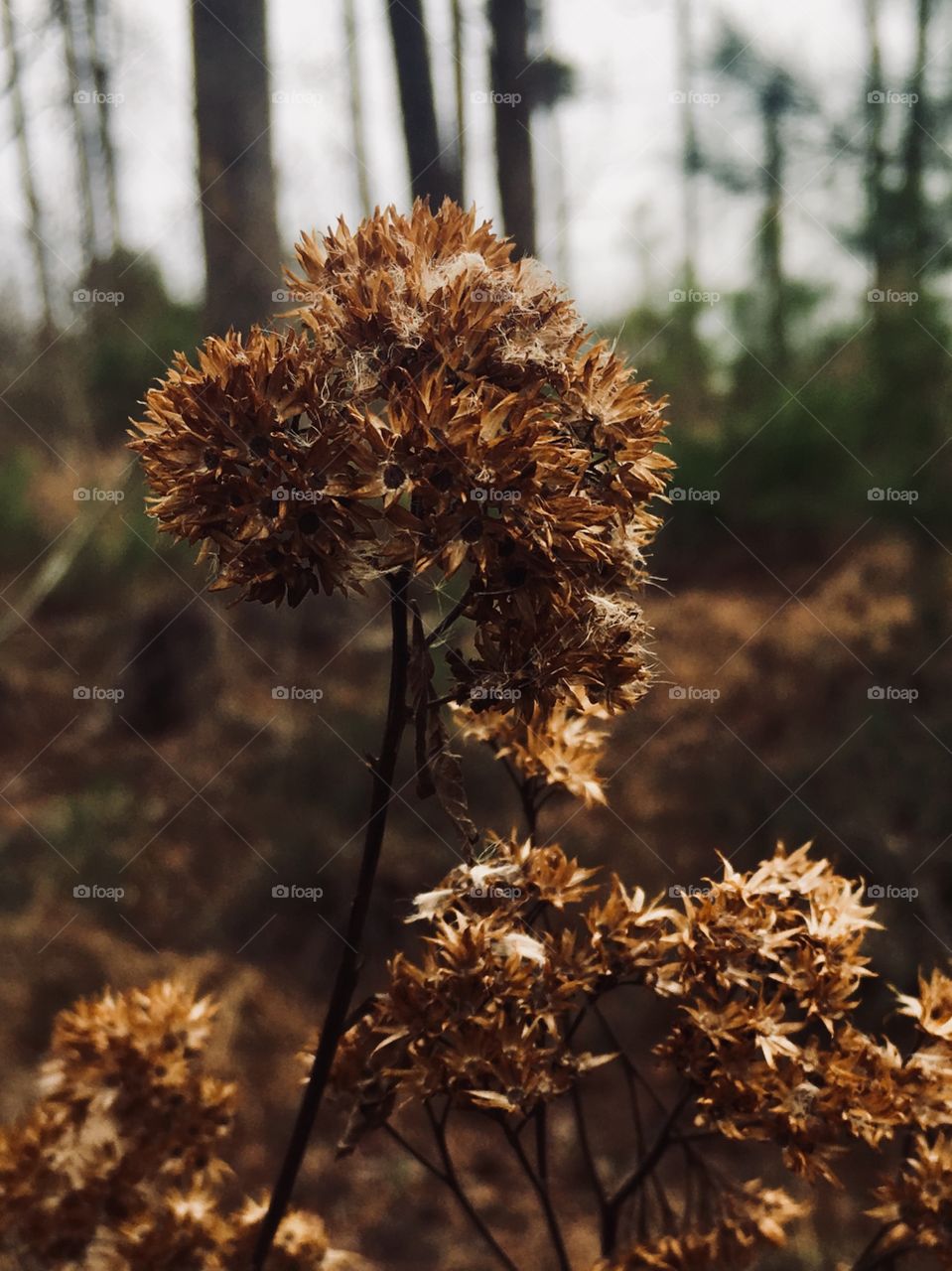 Bronze-colored dried weed in winter’s woodlands 