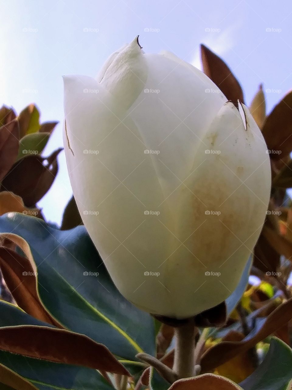 opening magnolia blossom