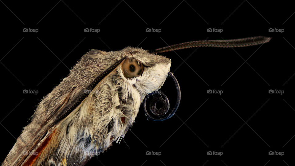 Portrait of animal on black background