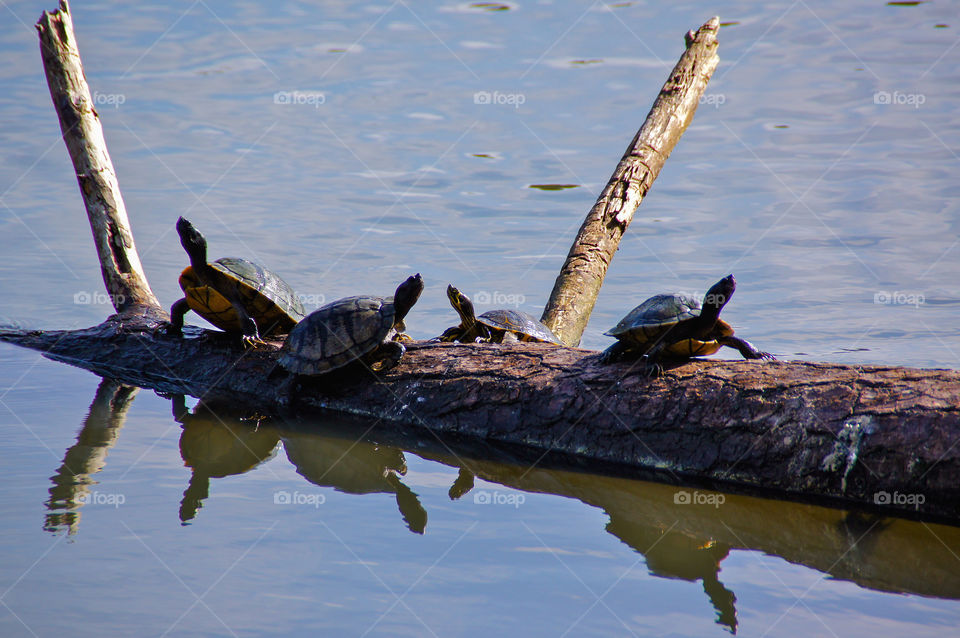 Turtles on a Log