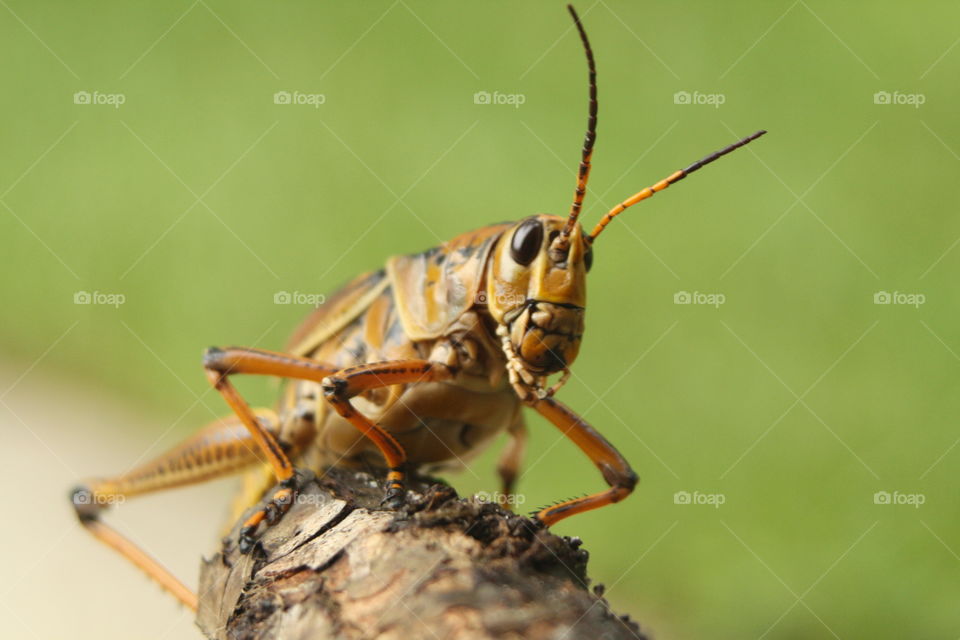 grasshopper front view