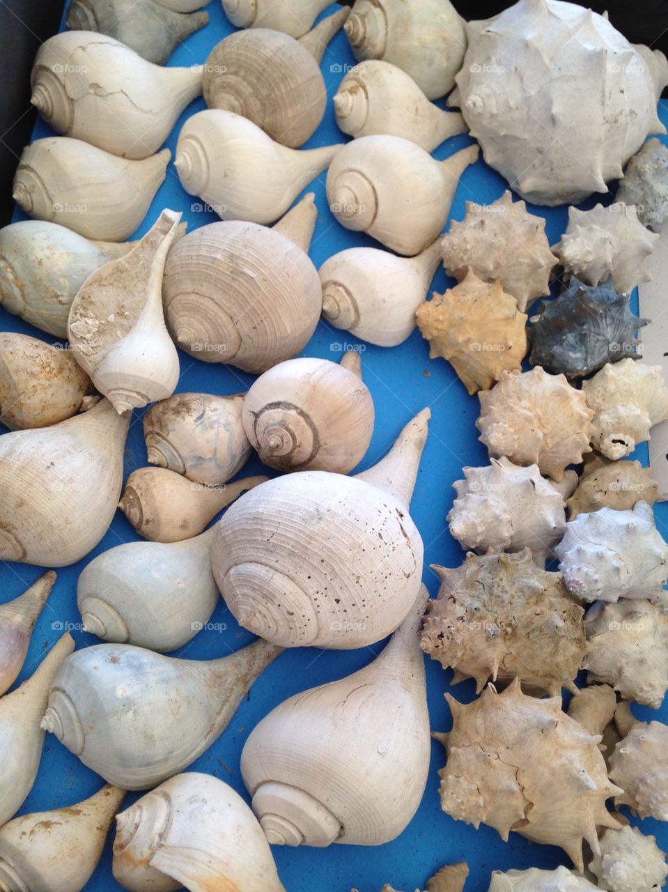 Sea shells 