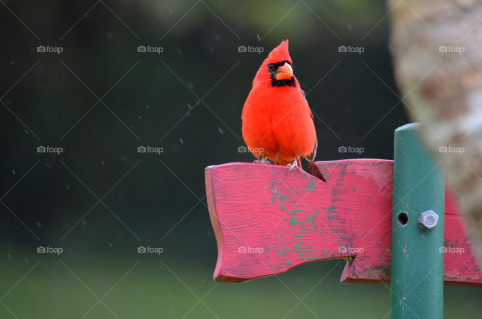 Red cardinal perching on wooden board