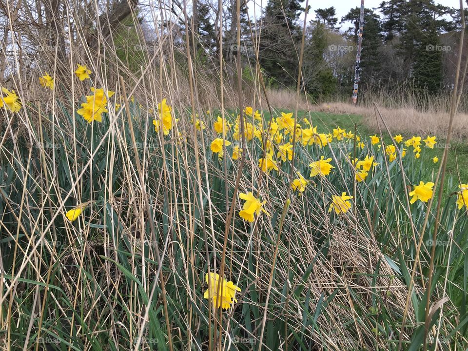 Daffodils in bushes