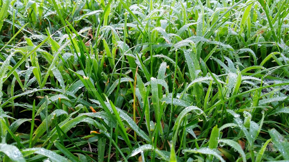 Dew Drop grass yard lawn moisture wet green