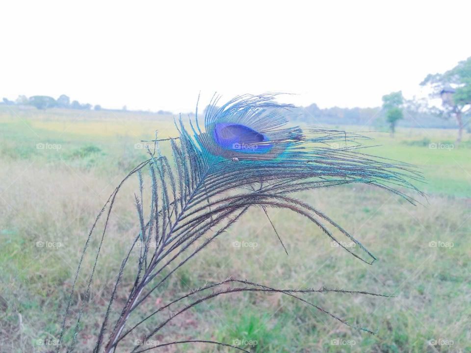 Peacock feather  🦚