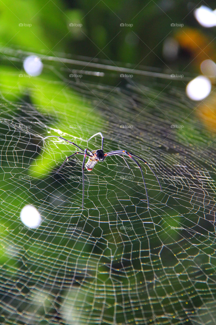 closeup web spider arachnid by mathsonlee