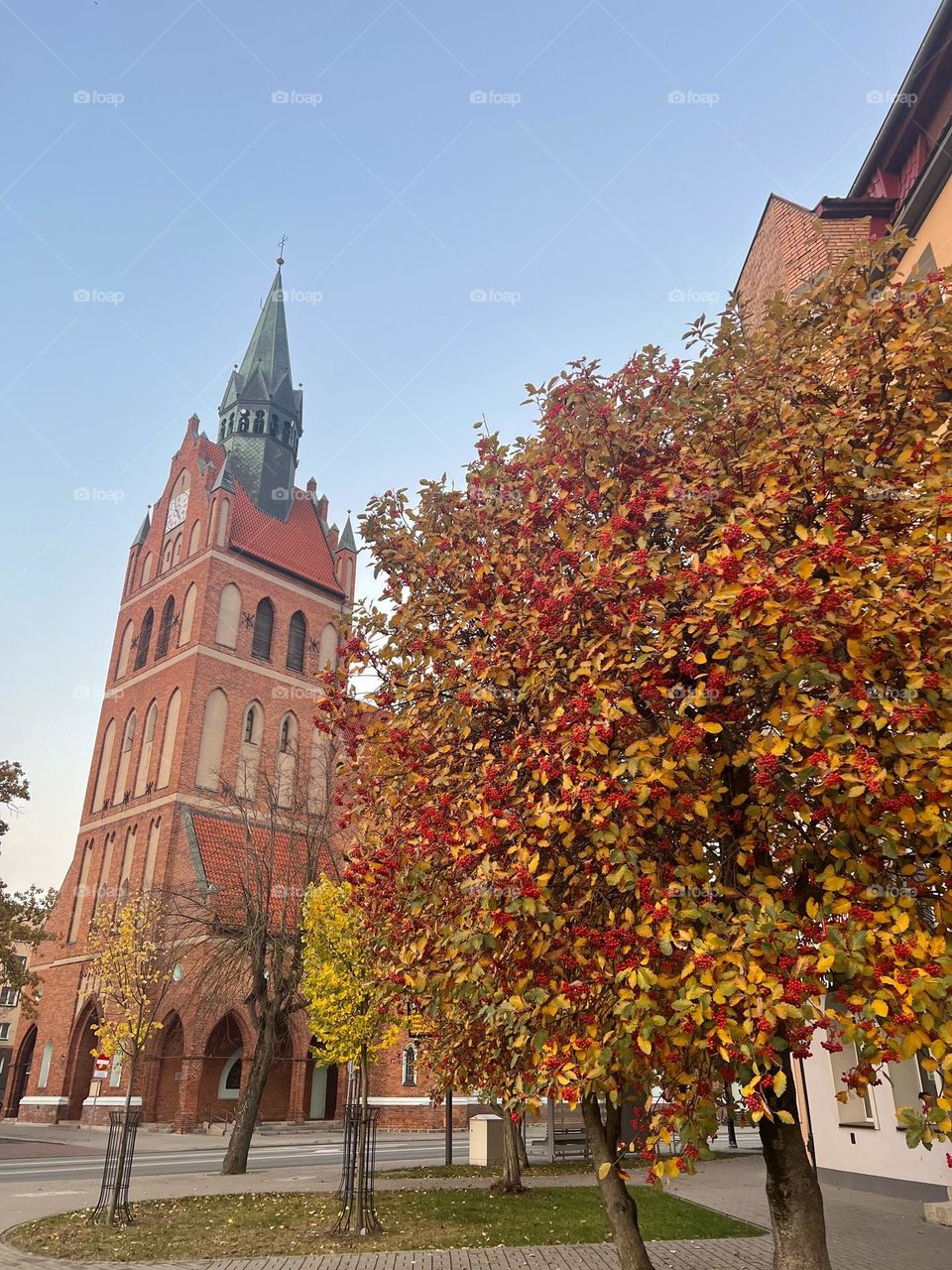 A ripe rowan tree against the background of the church.autumn,