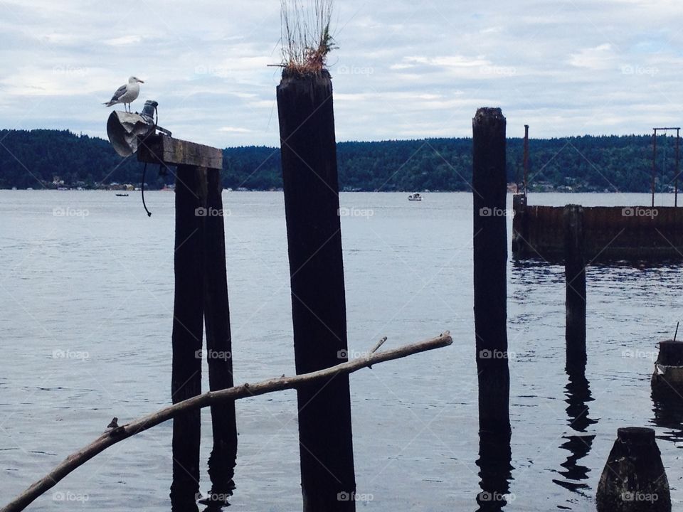 Seagull 2. Point Defiance park