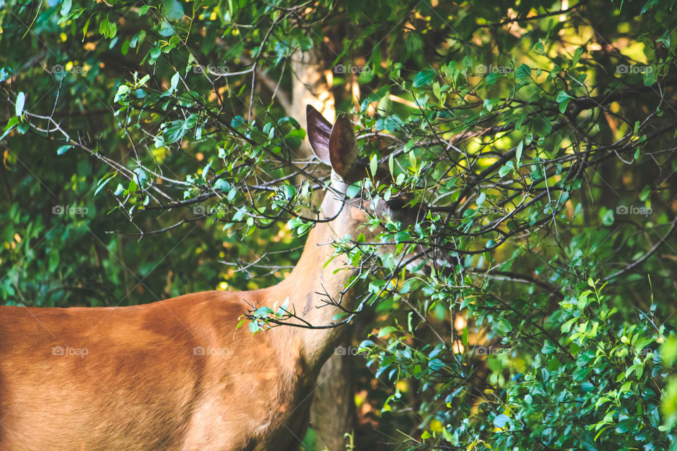 "Hiding". Got really close to this wild deer, she thought she I couldn't see her 