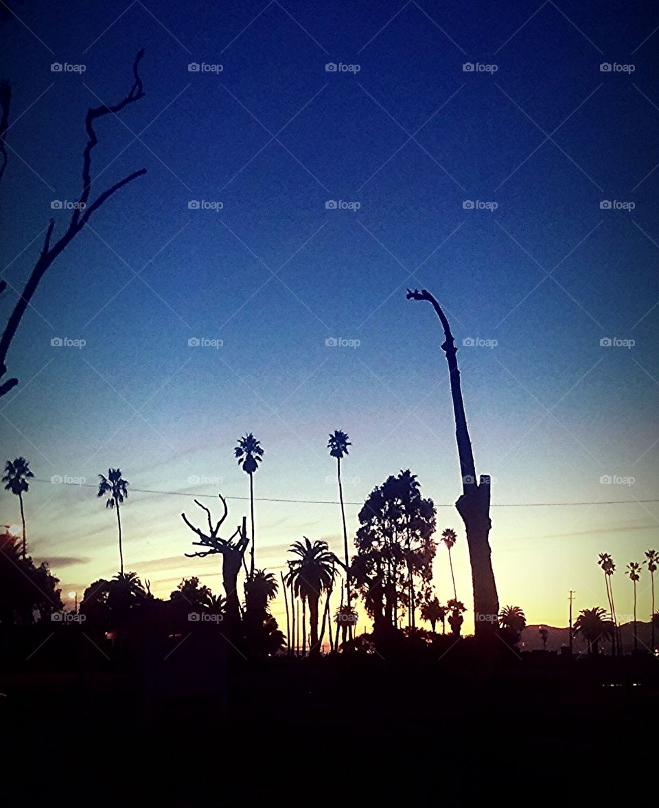 tree silhouette in the sunset