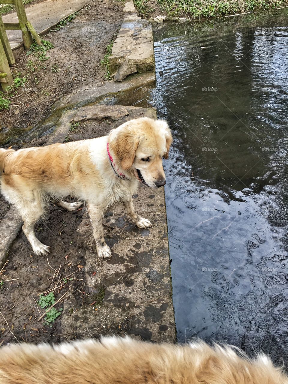 Animal, Dog, Pet, Mammal, Nature