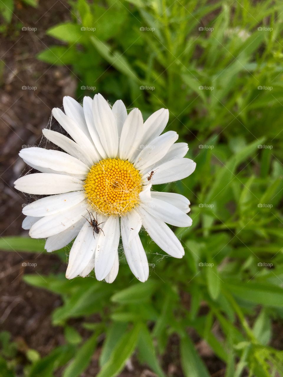 Spider finds home on a Shasta Daisy with an ant visitor