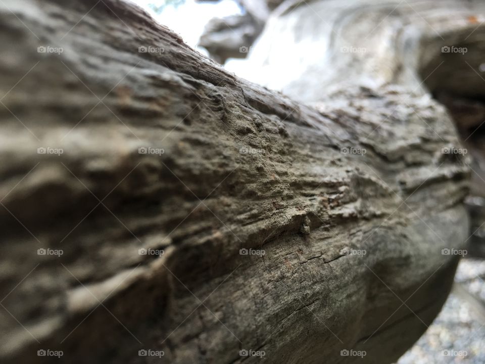 Nature, No Person, Tree, Wood, Rough