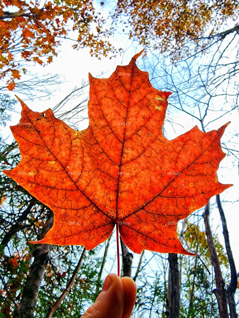 Red Maple leaf.