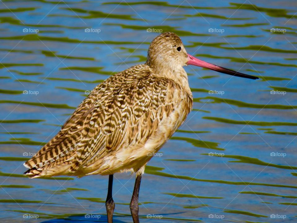 Marbled Godwit