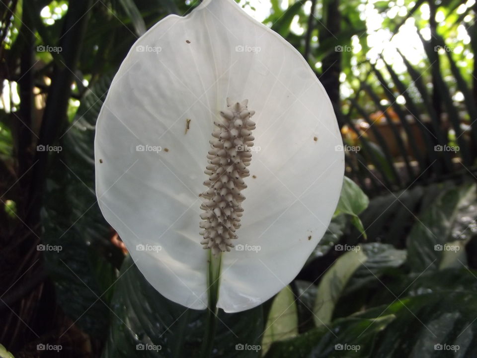 White Tropical Bloom