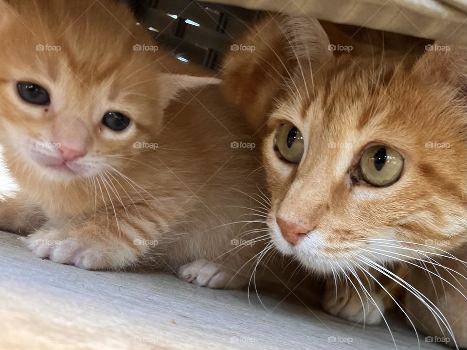 Mother cat with one of her kittens 
