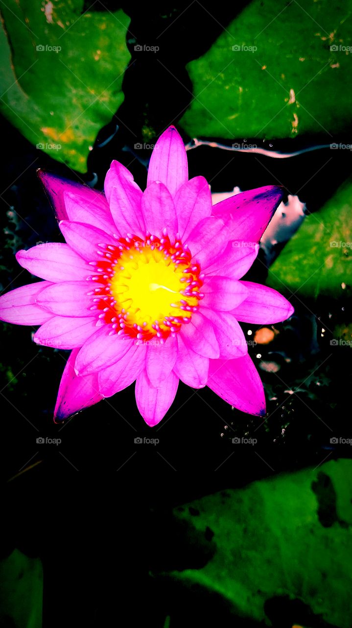 Lotus Flower